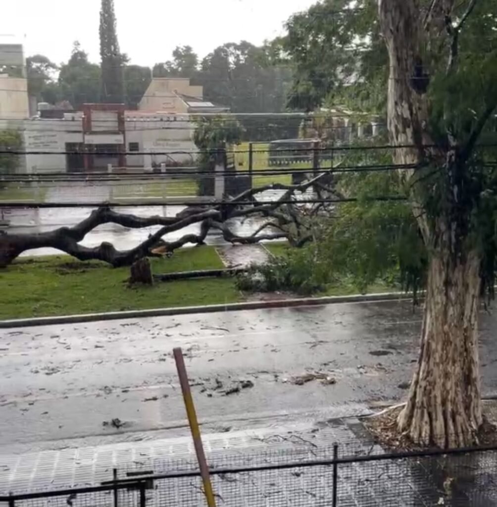 Chuva forte causa queda de árvores em Maringá neste domingo, 17 3 WhatsApp Image 2023 12 17 at 17.30.18