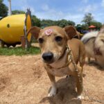 Bloco Pet vai cair na folia. Prefeitura realiza feirinha de adoção especial de Carnaval