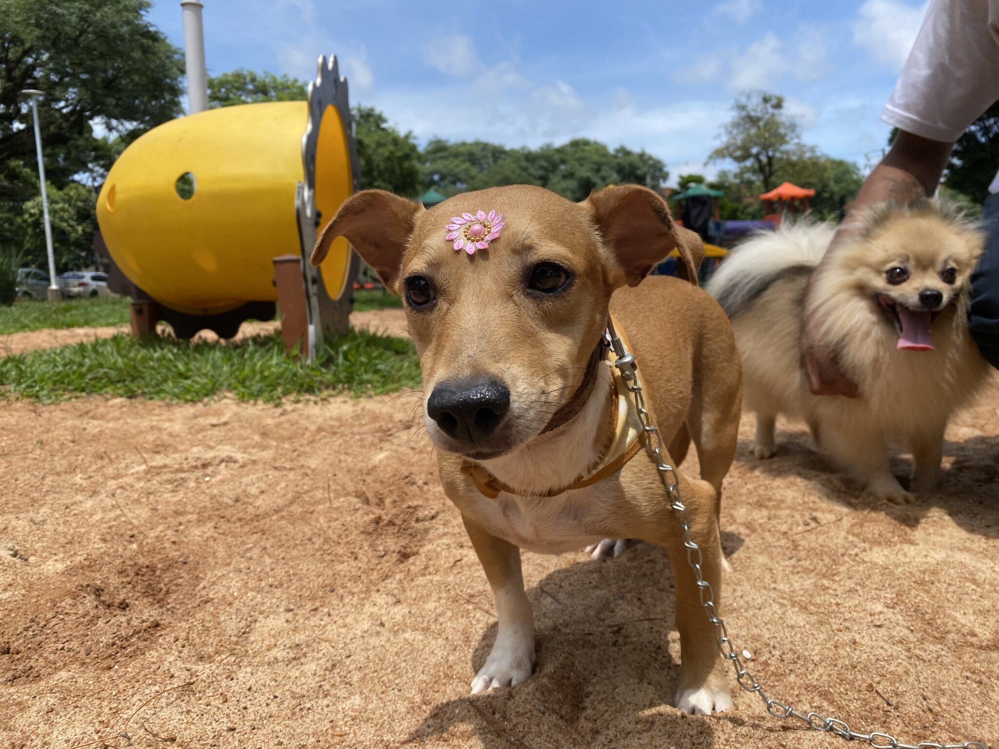 Bloco Pet vai cair na folia. Prefeitura realiza feirinha de adoção especial de Carnaval