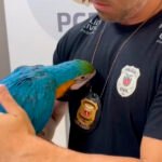 PCPR prende homem por tráfico de animais silvestres e resgata arara em Curitiba