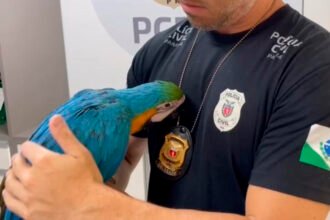 PCPR prende homem por tráfico de animais silvestres e resgata arara em Curitiba