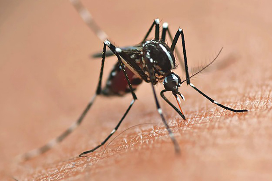 Dengue, mosquito Aedes aegypti