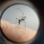 Dengue
