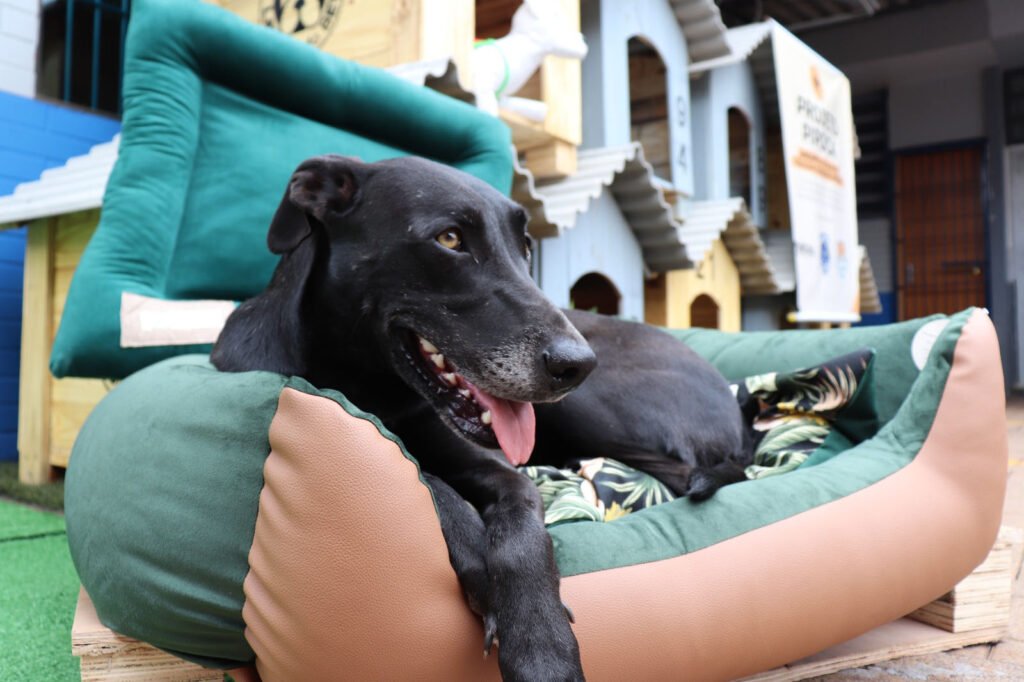 Olha que legal! Detentos de Cascavel fazem 100 casinhas para cães resgatados das ruas 2 whatsapp image 2024 01 19 at 16.27.15 1