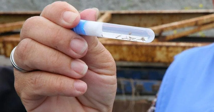Dia D: Estado vai apoiar municípios na mobilização contra a dengue neste sábado 4 mobilização contra a dengue