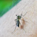 combate à dengue