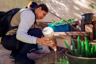 mutirão de combate à dengue