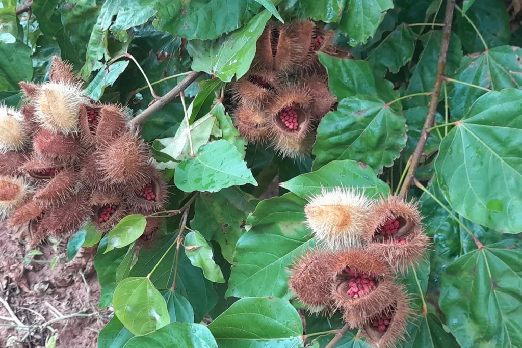 Lodo da Sanepar aumenta produtividade do urucum 6 240326 lodo urucum 1