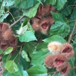 urucum