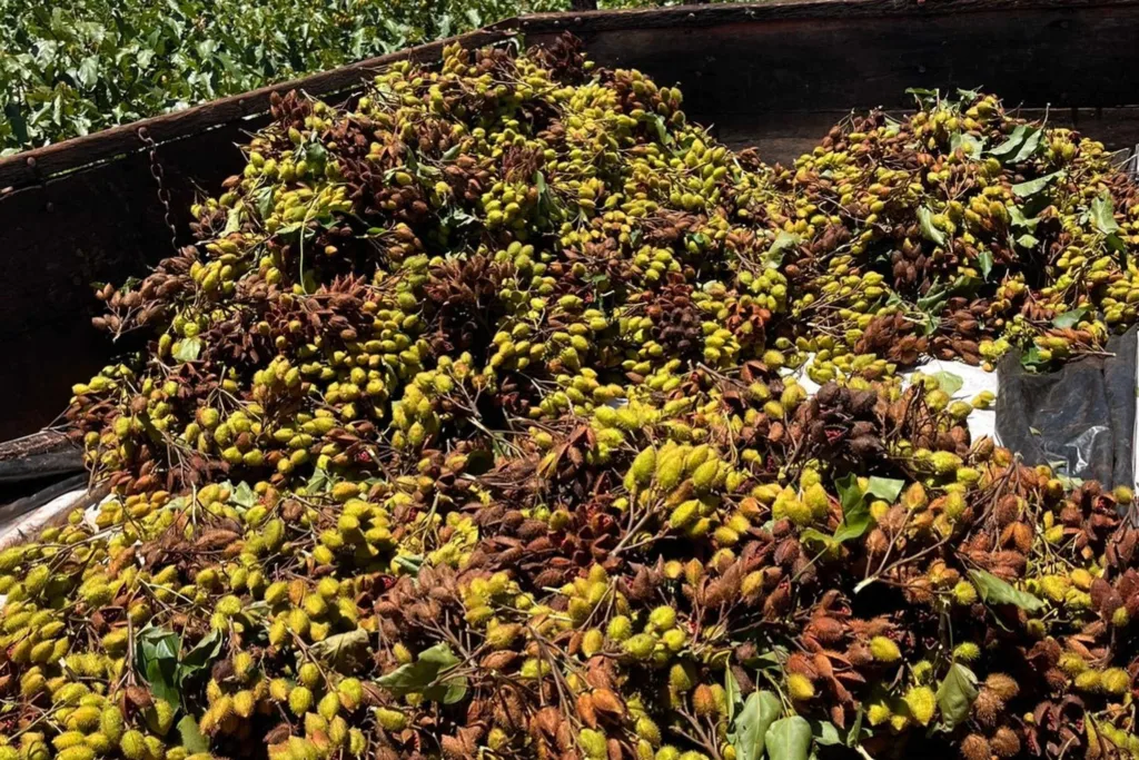 Lodo da Sanepar aumenta produtividade do urucum 3 240326 lodo urucum 3