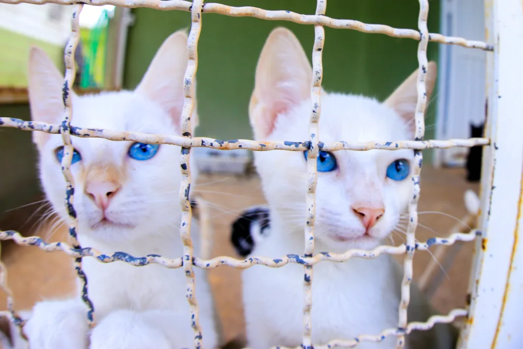 ações voltadas aos pets