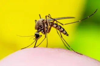 dengue