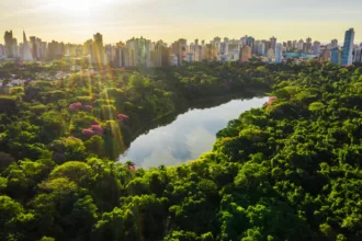 Maringá, cidade árvore do mundo