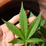 Cannabis, maconha, descriminalização do porte de drogas
