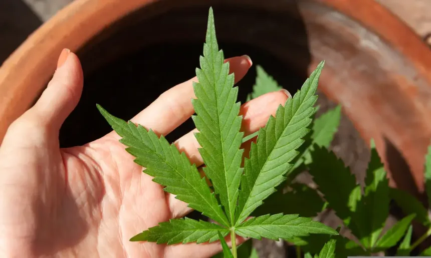 Cannabis, maconha, descriminalização do porte de drogas