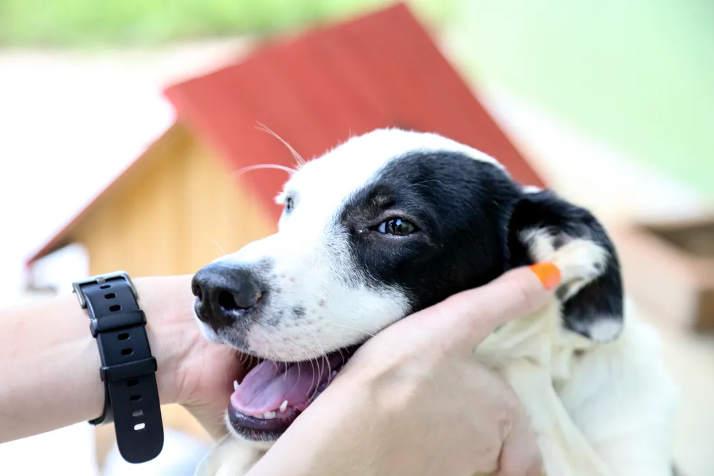 ações voltadas aos pets