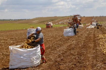 produção e processo da batata.