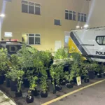 PM descobre estufa com 73 pés de maconha e prende homem por tráfico em São José dos Pinhais Foto: PMPR