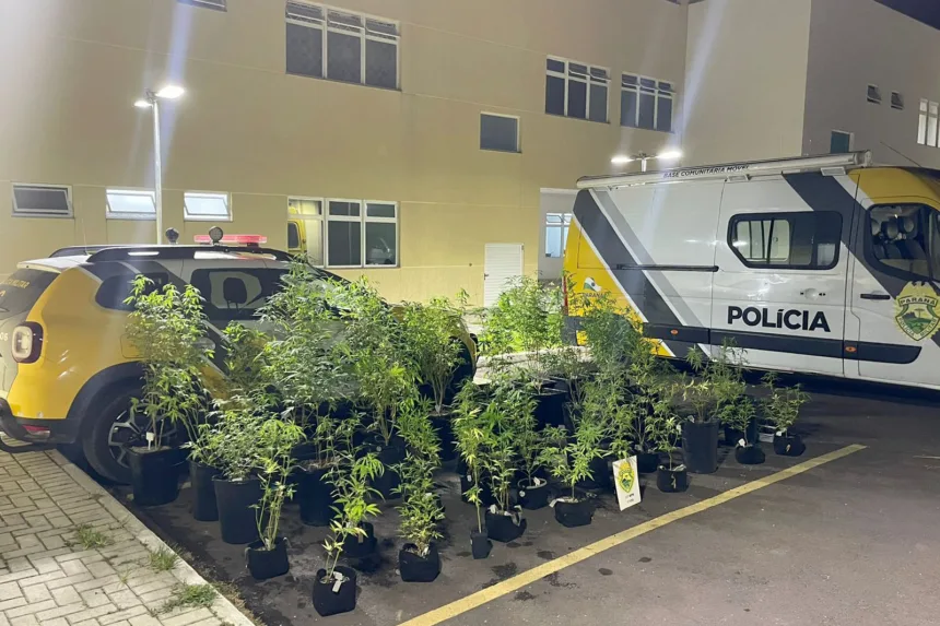 PM descobre estufa com 73 pés de maconha e prende homem por tráfico em São José dos Pinhais Foto: PMPR