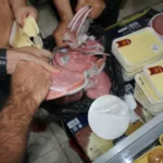 Alimento estragado