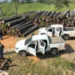 Madeiras cortadas, carros da fiscalização ambiental