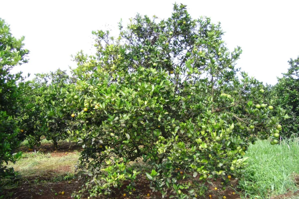 ExpoLondrina: IDR-Paraná lança na app para controle biológico do greening dos citros 2 whatsapp image 2024 03 27 at 15.09.03 1