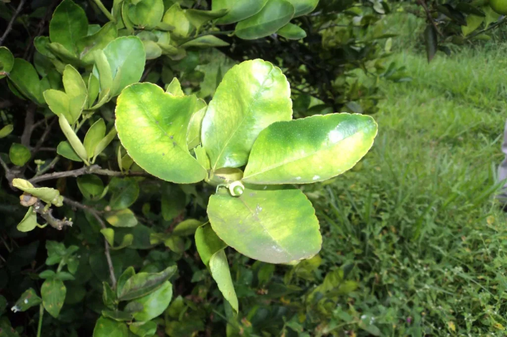 ExpoLondrina: IDR-Paraná lança na app para controle biológico do greening dos citros 3 whatsapp image 2024 03 27 at 15.09.03 4