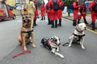 Paraná sedia pela 1ª vez Certificação Nacional de Cães de Busca e Resgate