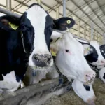 Encontro na Expoingá discute desafios e oportunidades da pecuária leiteira do Paraná