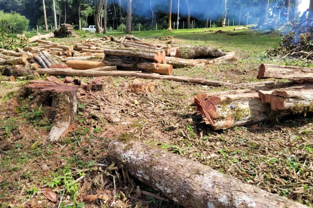 Paraná reduziu desmatamento em 78% em 2023, aponta Fundação SOS Mata Atlântica 4 quitandinha 10 0