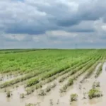 Agropecuária do Rio Grande do Sul