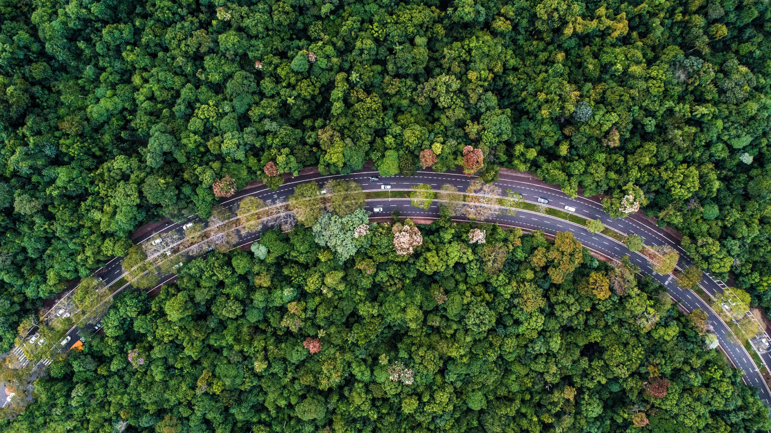 Meio ambiente, area verde, árvores de Maringá