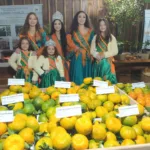 Festa da Ponkan