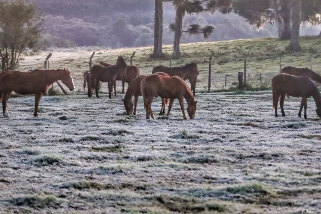 Frio e geada