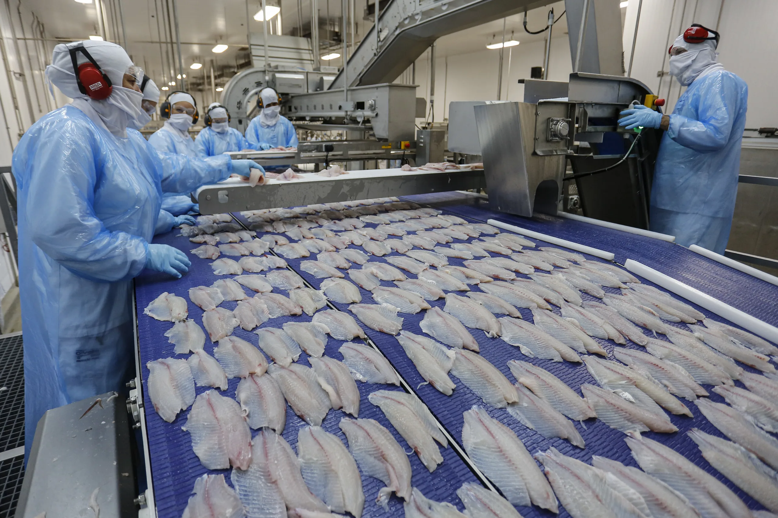 Com tilápia em alta, exportação paranaense de pescados cresceu 20% no 1º semestre