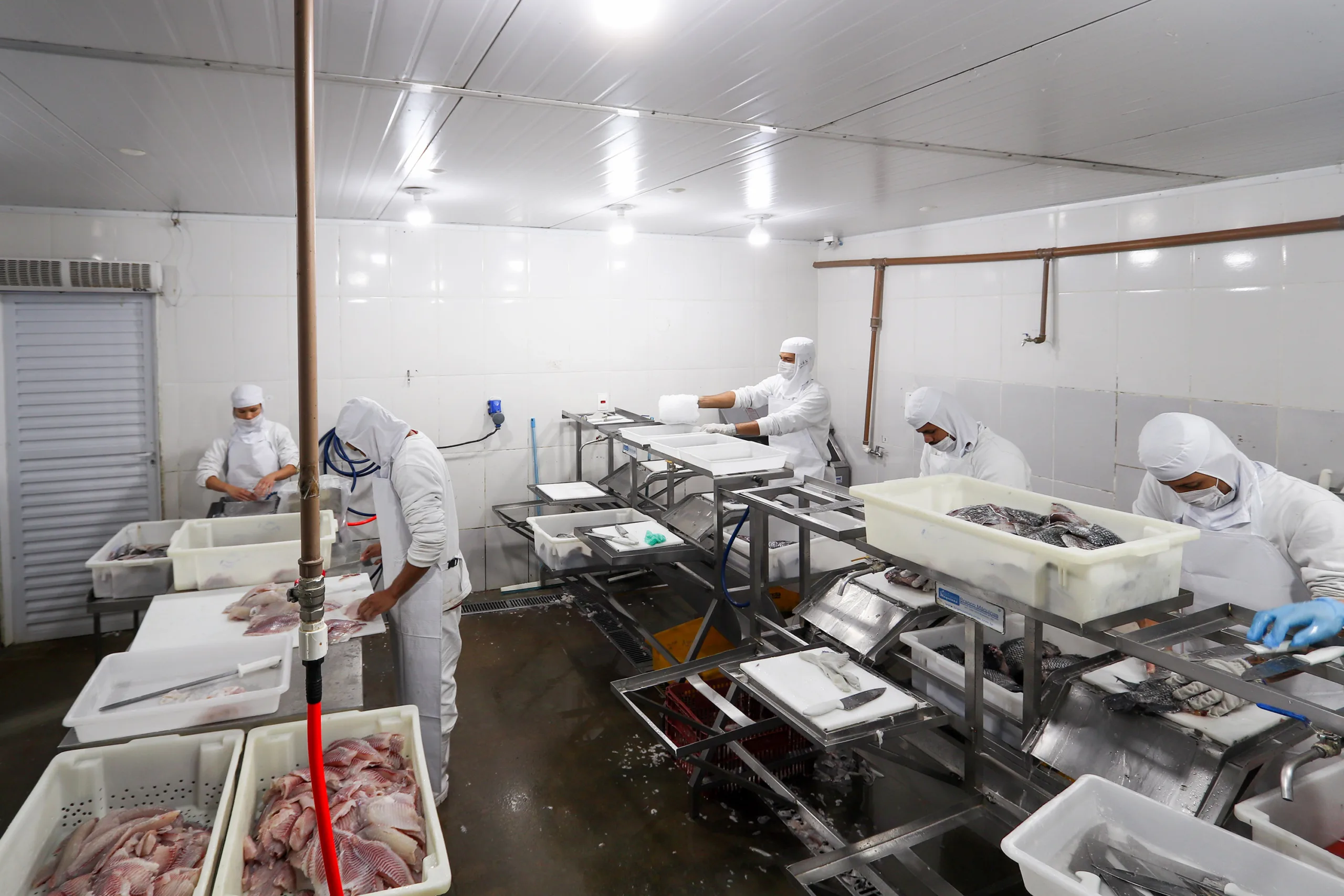 Darci Piana recebe ministro da Pesca e apresenta produtores de tilápia do Norte do Paraná 19 image00020 1 scaled