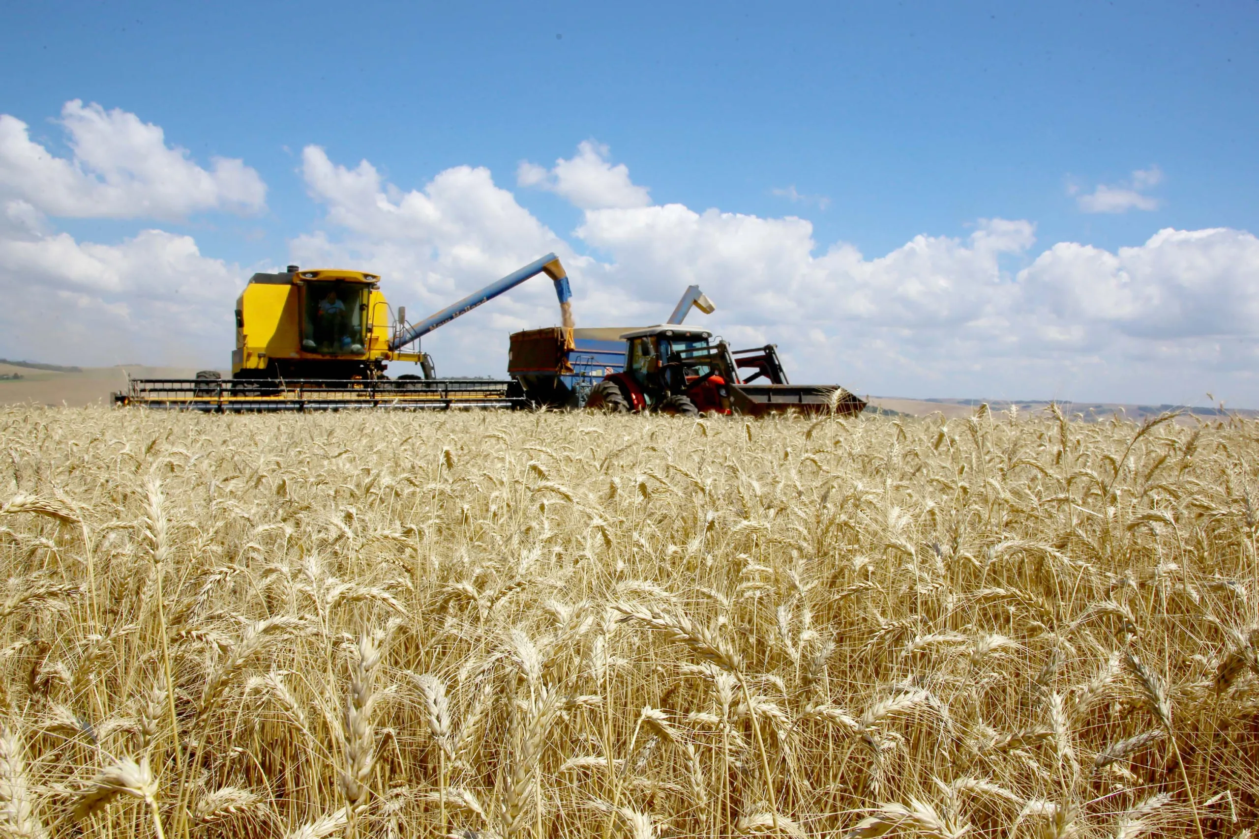 Produção de trigo deve alcançar 3,61 milhões de toneladas na atual safra no Paraná