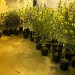 PMPR encontra nova estufa e apreende 501 pés de maconha em Campina Grande do Sul Foto: PMPR