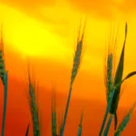 Paraná teve chuvas acima da média e temperatura máxima de 26,8 °C em julho, aponta boletim