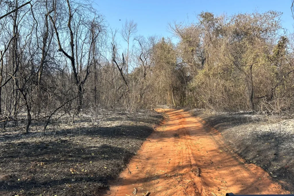 Com uso de helicóptero, bombeiros combatem incêndio em Maria Helena 7 incendio umuarama 04 iat