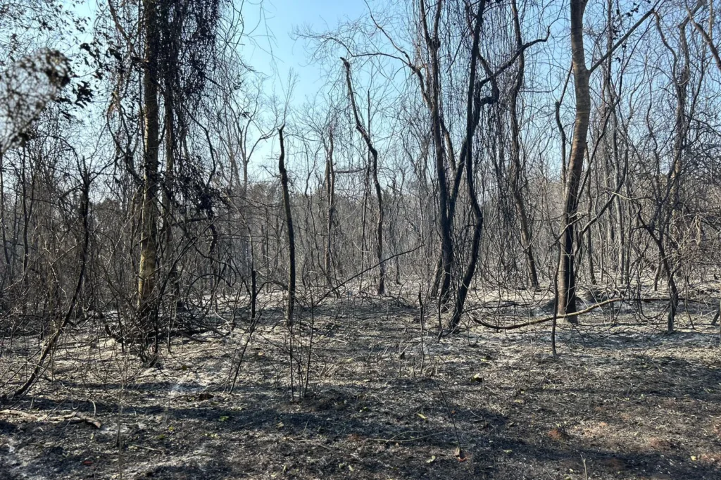 Com uso de helicóptero, bombeiros combatem incêndio em Maria Helena 5 incendio umuarama 05 iat