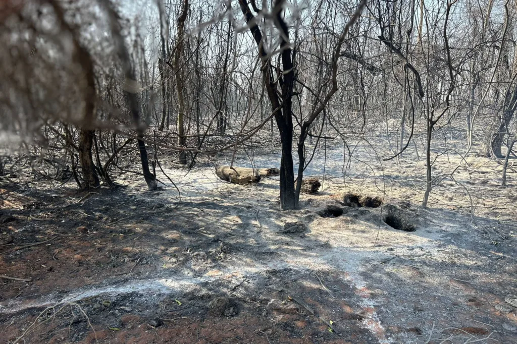 Com uso de helicóptero, bombeiros combatem incêndio em Maria Helena 4 incendio umuarama 08 iat