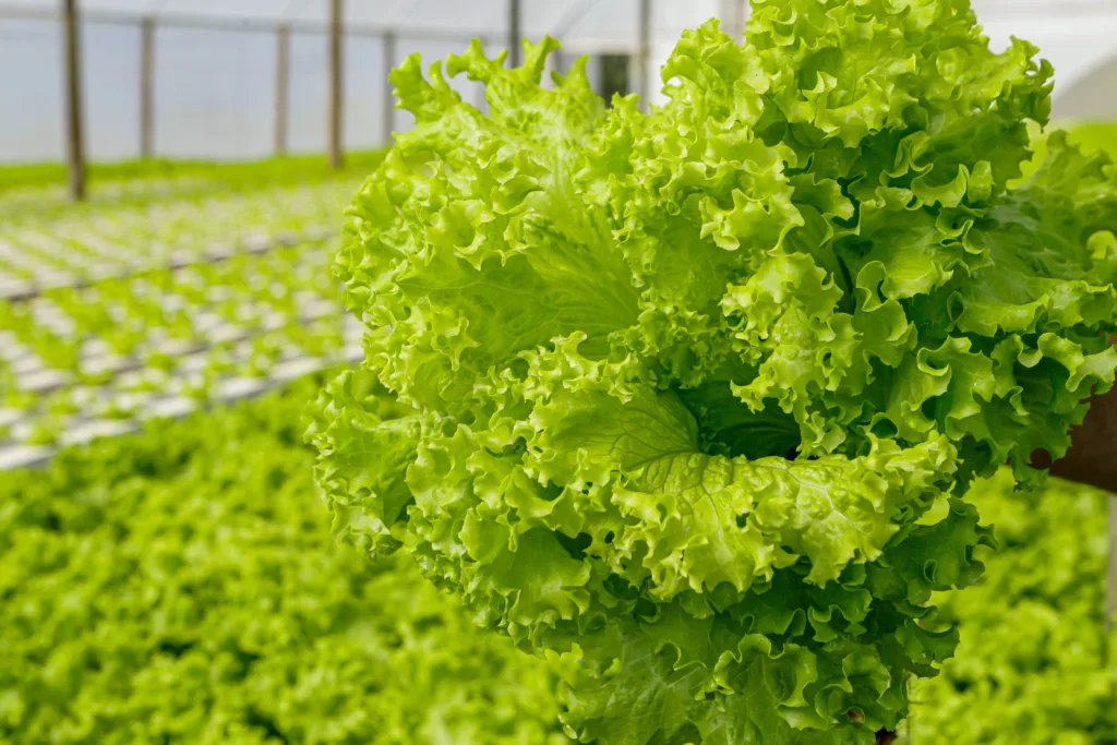 Preços de alimentos e bebidas tiveram queda de 1,29% em julho no Paraná 3 plantacao hidroponica alface