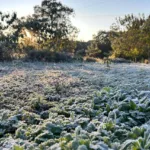 15 cidades com temperatura abaixo de zero e -5,3°C: 13 de agosto foi o dia mais frio do ano