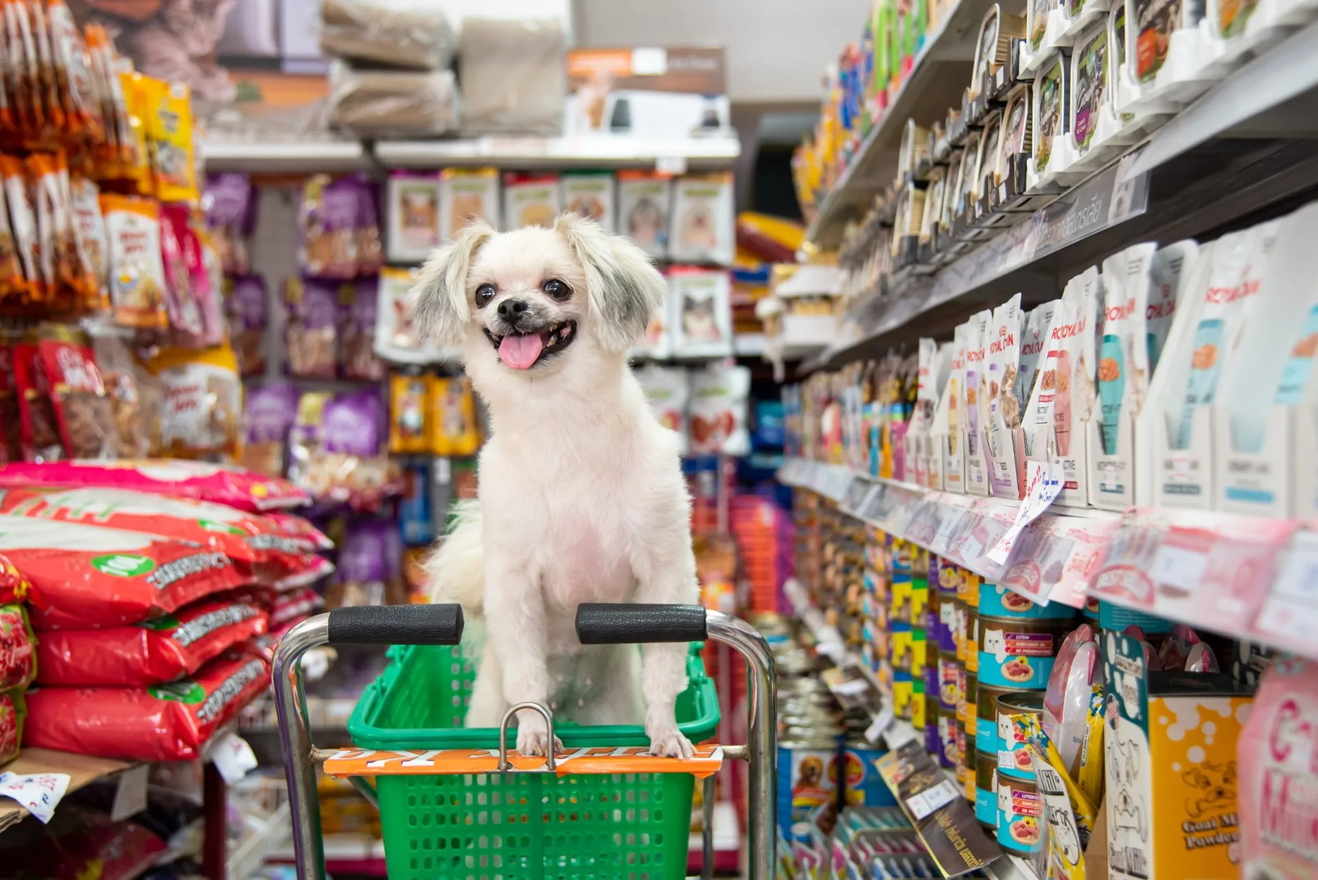 Cachorro no carrinho de compras do mercado