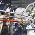 Industrialização e tecnologia no campo impulsionam a cadeia do leite no Paraná