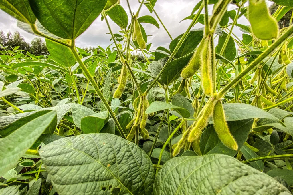Plantio de soja avança no Paraná e já cobre 1,3 milhão de hectares, 22% da área prevista 2 image00001