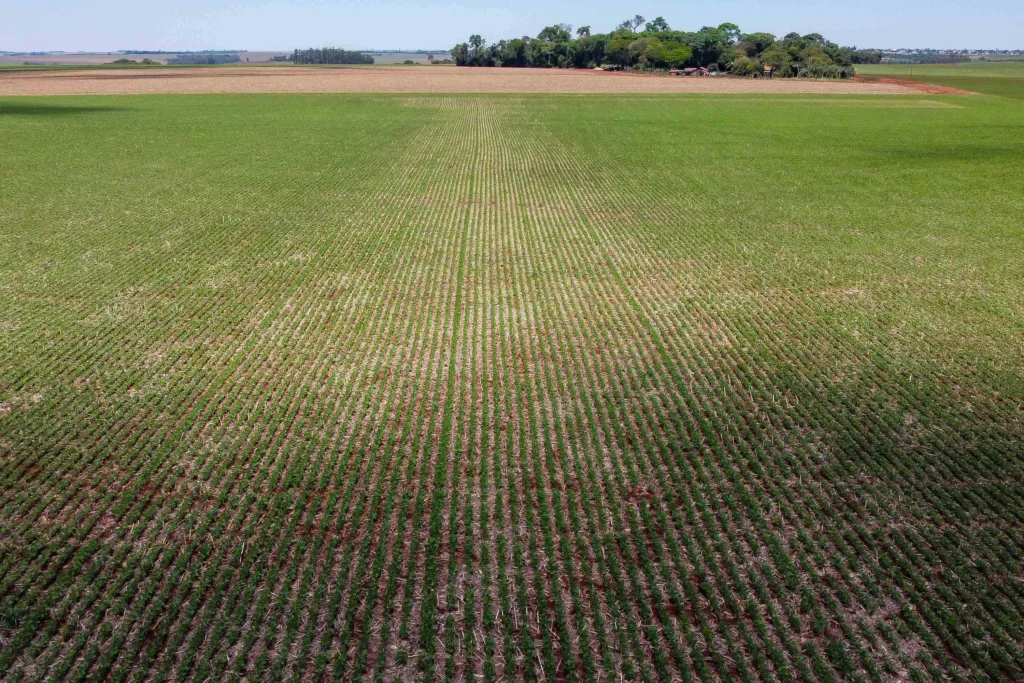 Plantio de soja avança no Paraná e já cobre 1,3 milhão de hectares, 22% da área prevista 3 plantacao soja foto rdziura 0179