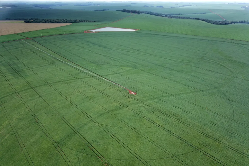Plantio de soja avança no Paraná e já cobre 1,3 milhão de hectares, 22% da área prevista 5 plantacaodesoja 013