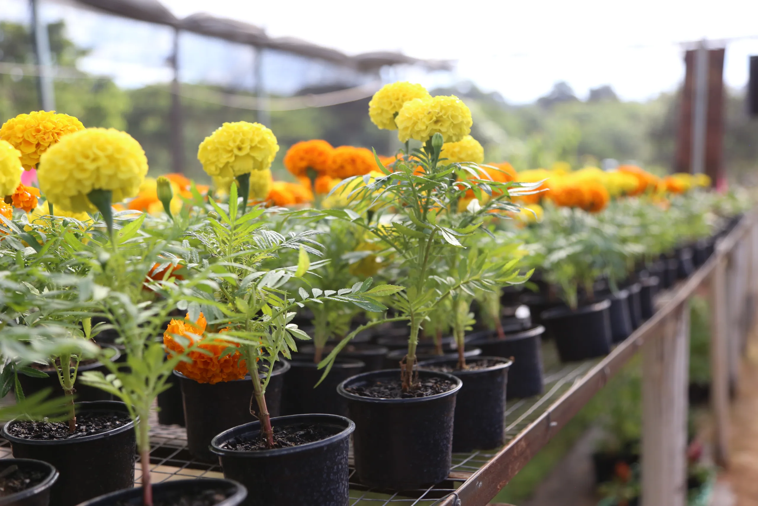 Festa das Flores